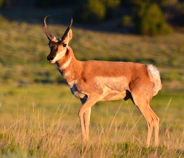 Pronghorn, La Veta, Colorado