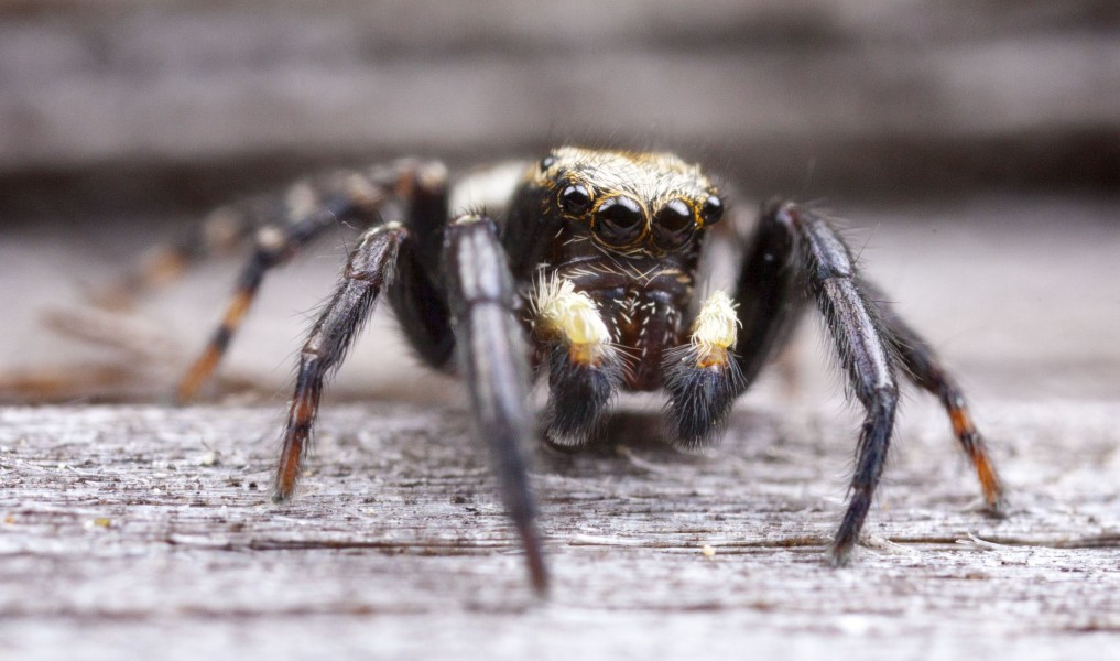 Pseudeuophrys erratica male spider