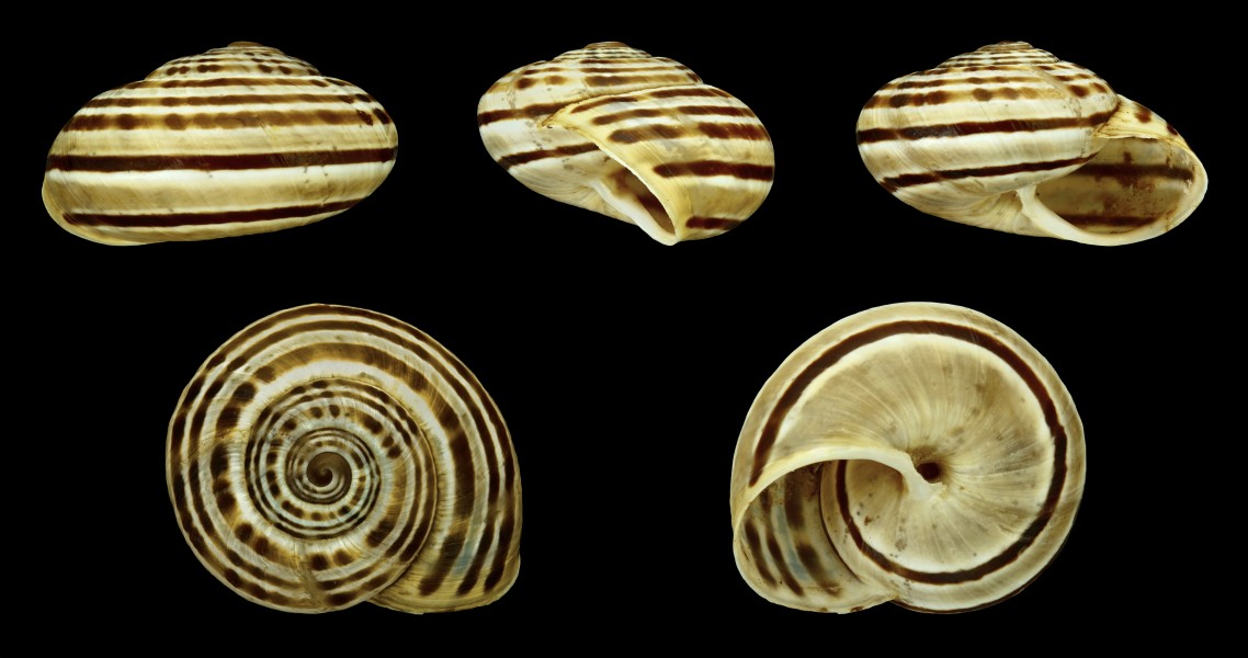 Pseudotachea splendida - five-banded