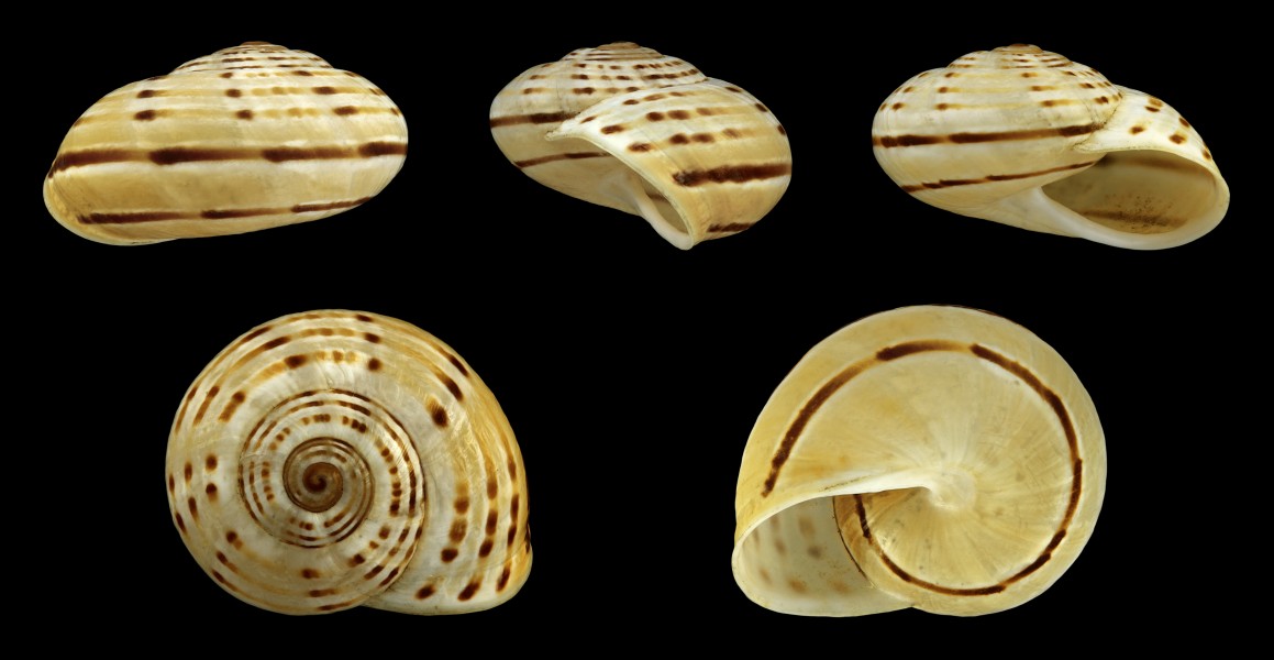 Pseudotachea splendida 03