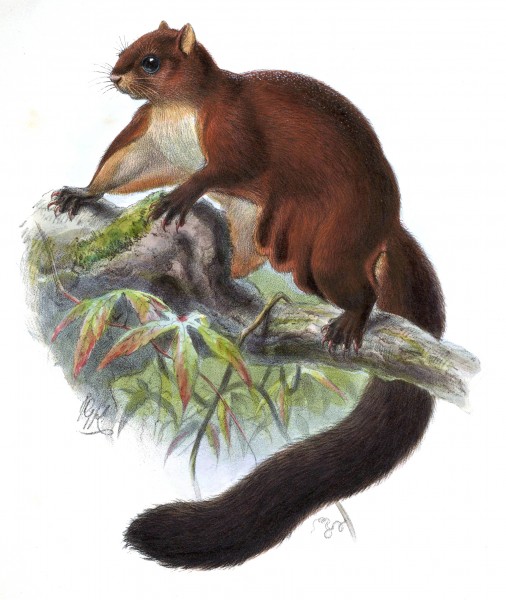 Pteromys yunnanensis Keulemans