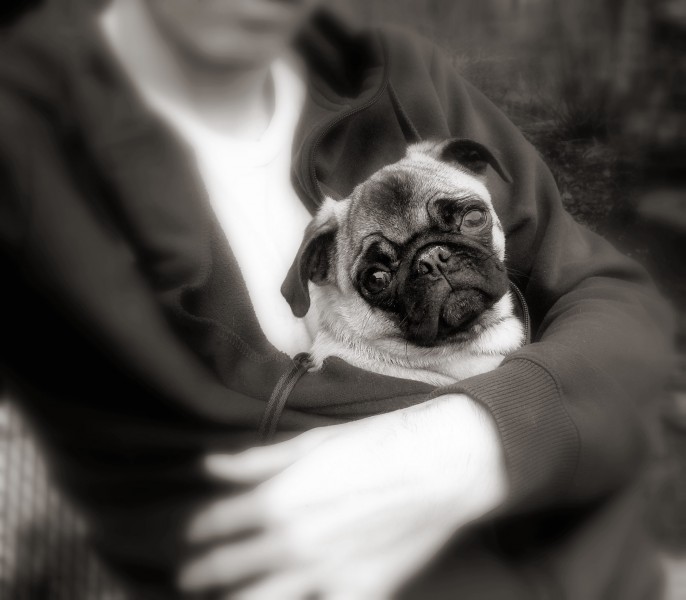 Pug puppy