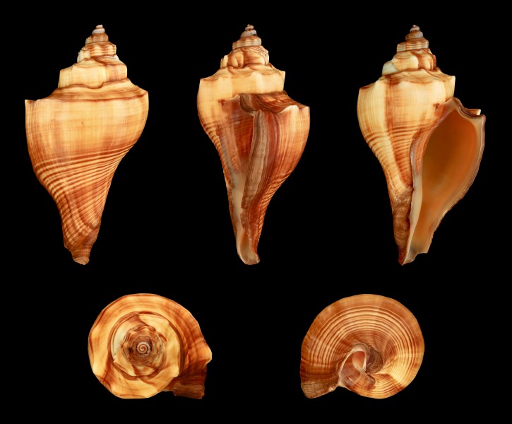 Pugilina cochlidium cochlidium 01