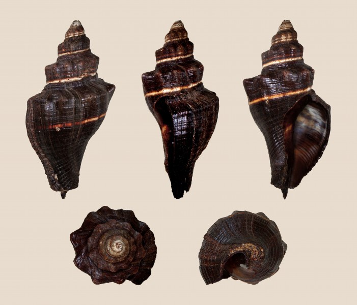 Pugilina morio 01