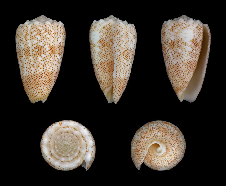 Puncticulis arenatus aequipunctata 01