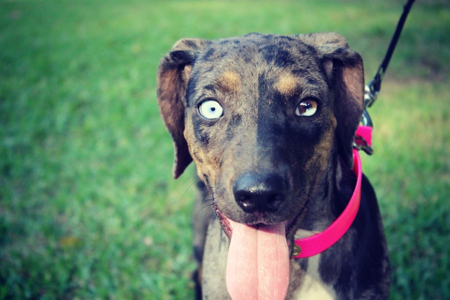 Purdy 2 with Sasquatch Catahoulas