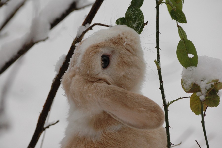 Rabbit In Snow