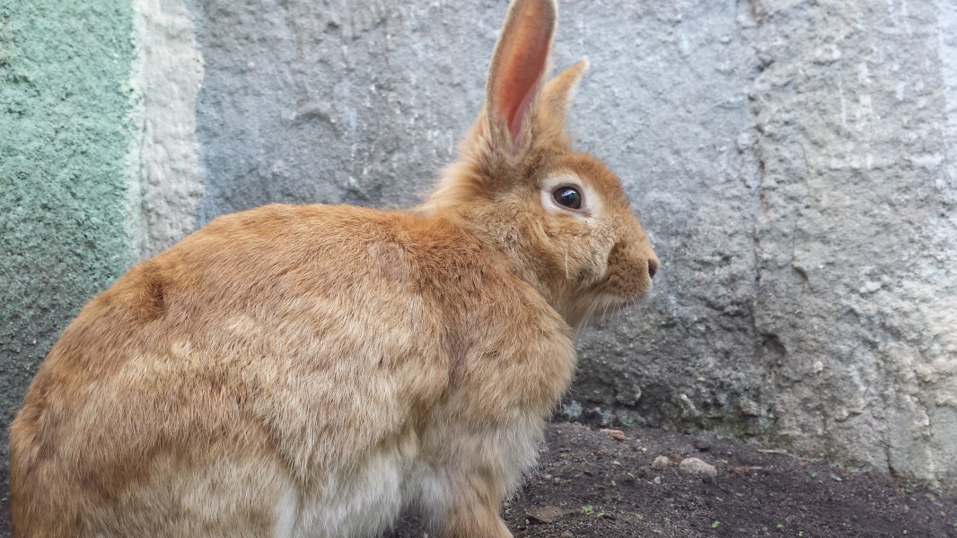 Rabbit paying attention around a burrow 1