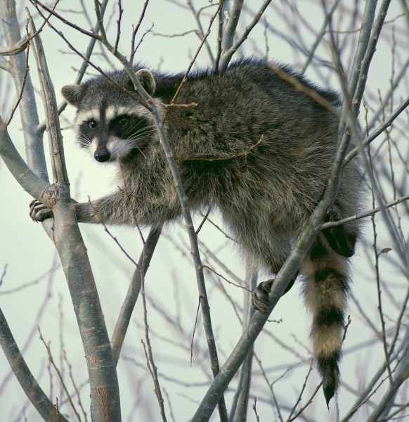 Raccoon climbing in tree - Cropped and color corrected