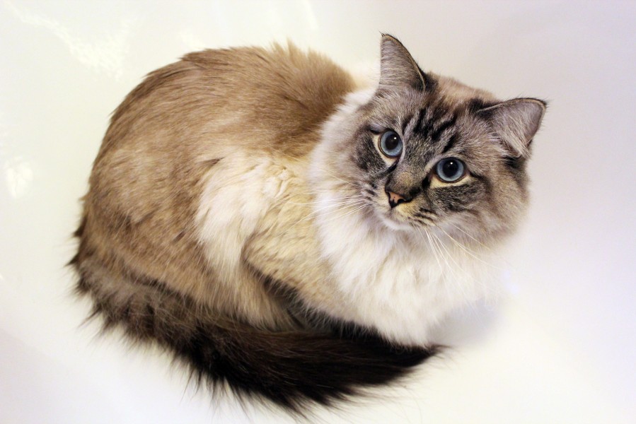 Ragdoll Kater, drei Jahre alt, RAG n 21 seal-tabby-colourpoint, Januar 2015