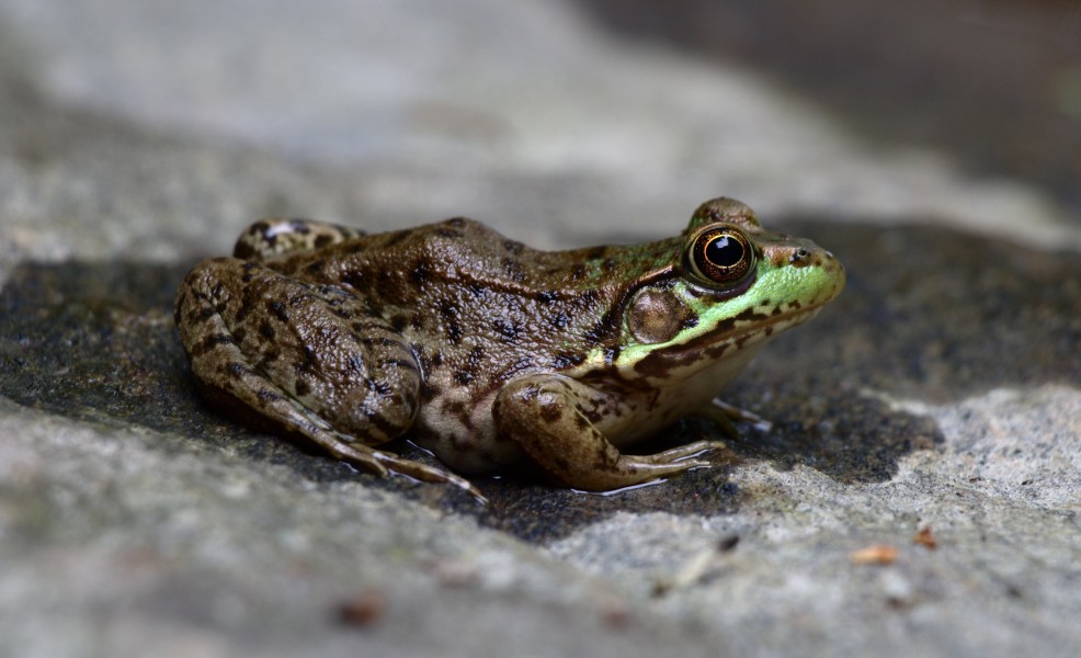 Rana clamitans melanota (Northern Green Frog)