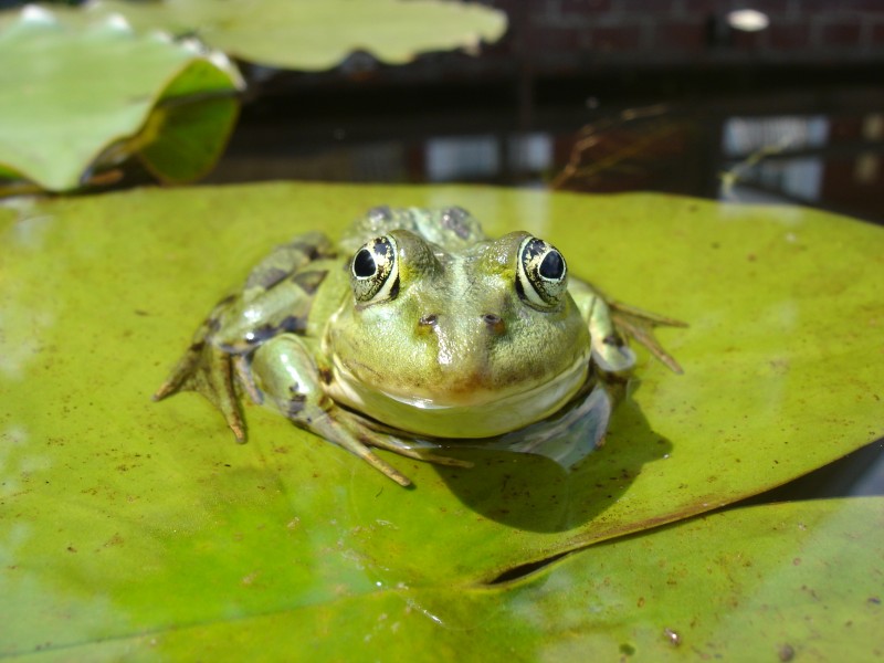 Rana esculenta on nymphaea front view