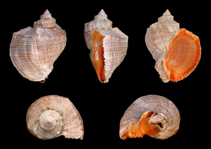 Rapana venosa 01