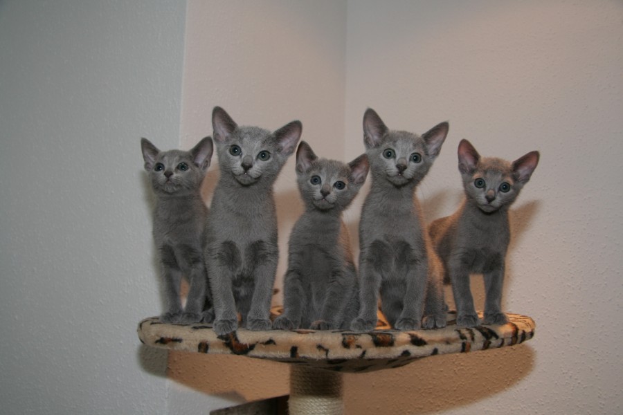 RB kitten