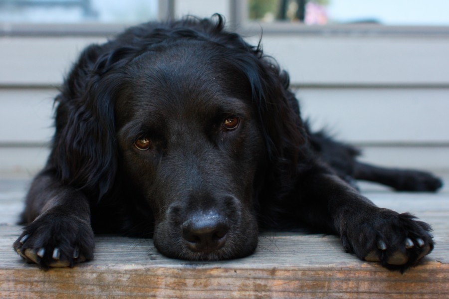 Reclining black dog