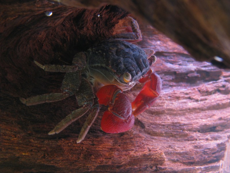 Red-clawed crab