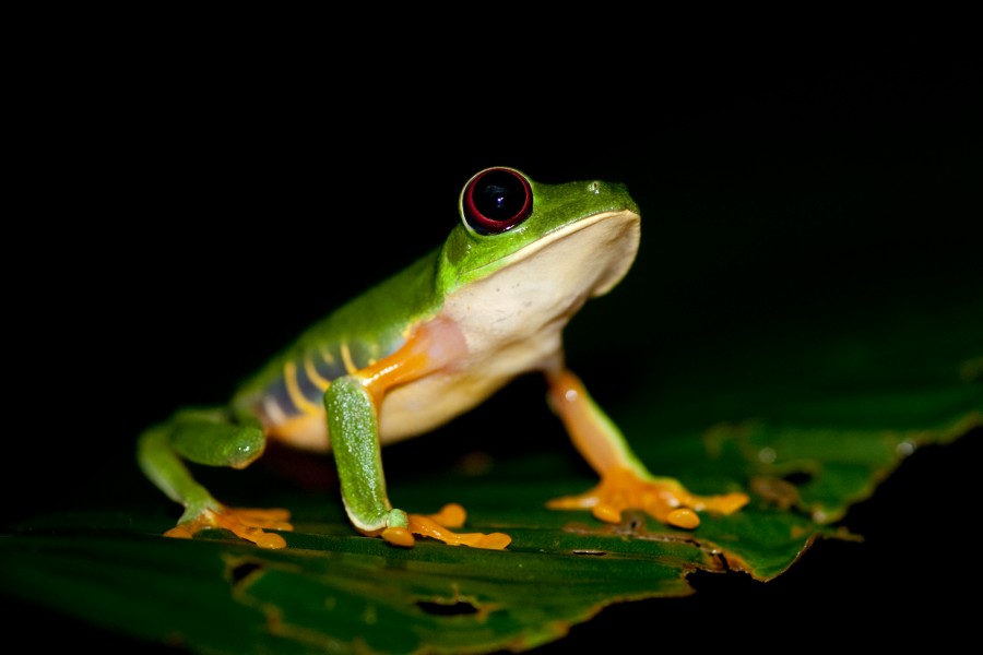 Red-eyed Tree Frog (Agalychnis callidryas)