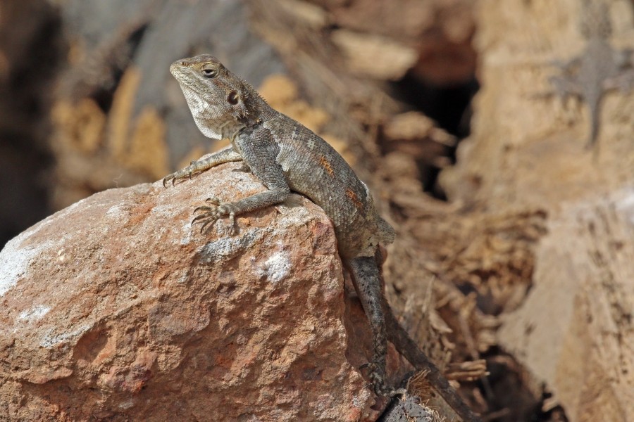 Red-headed rock agama (Agama agama) female moulting