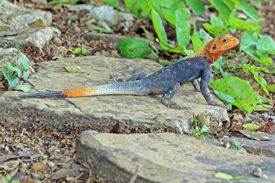 Red-headed rock agama (Agama agama) male 2