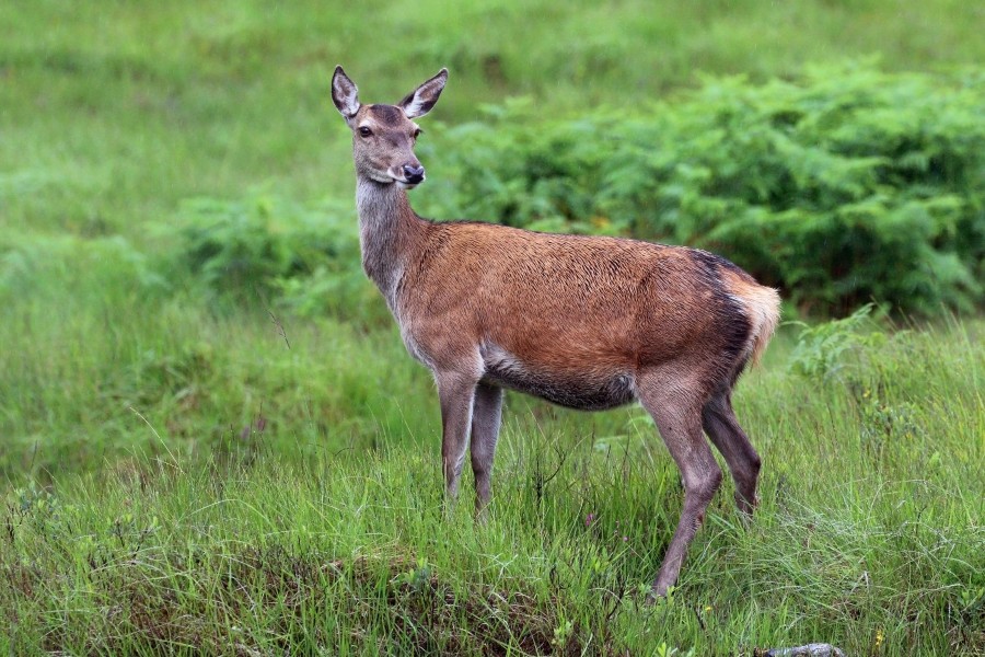 Red deer (Cervus elaphus) hind