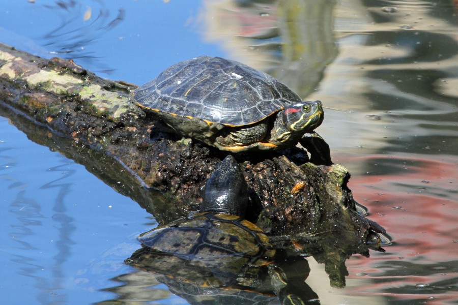 Red-eared Slider (Trachemys scripta elegans) - Flickr - GregTheBusker