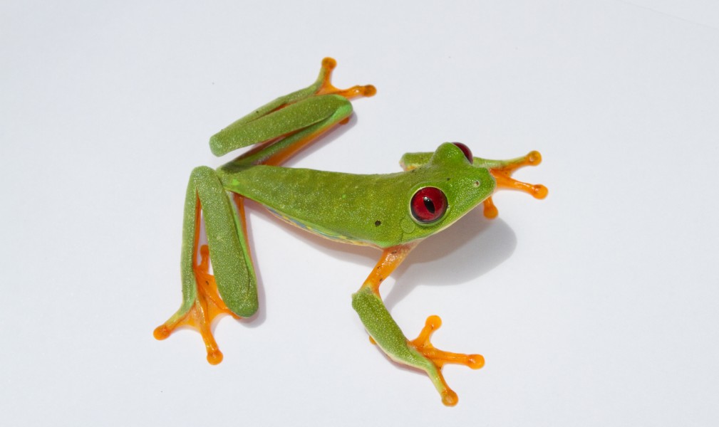 Red Eyed Treefrog Agalychnis callidryas