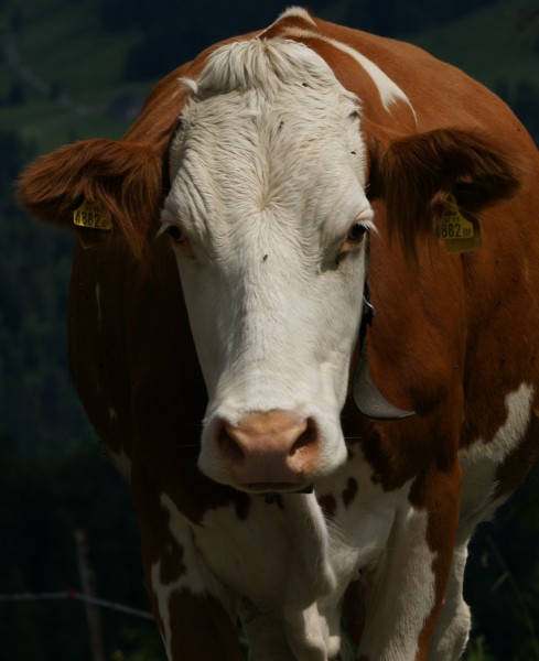 Red Holstein Rind 2