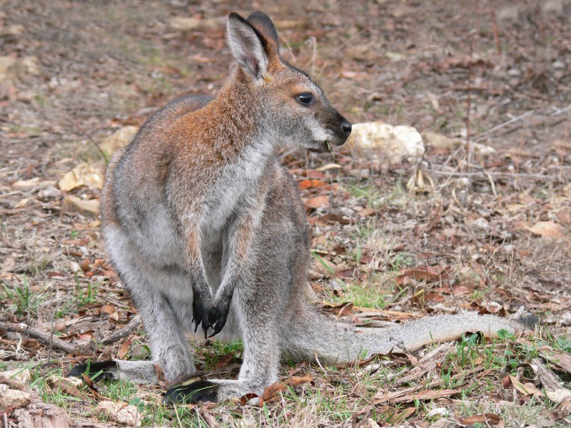 Red necked wallaby2