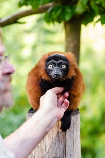 Red Ruffed Lemur (21868294475)