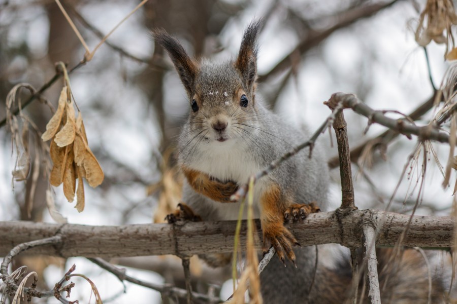 Red Squirrel Urals