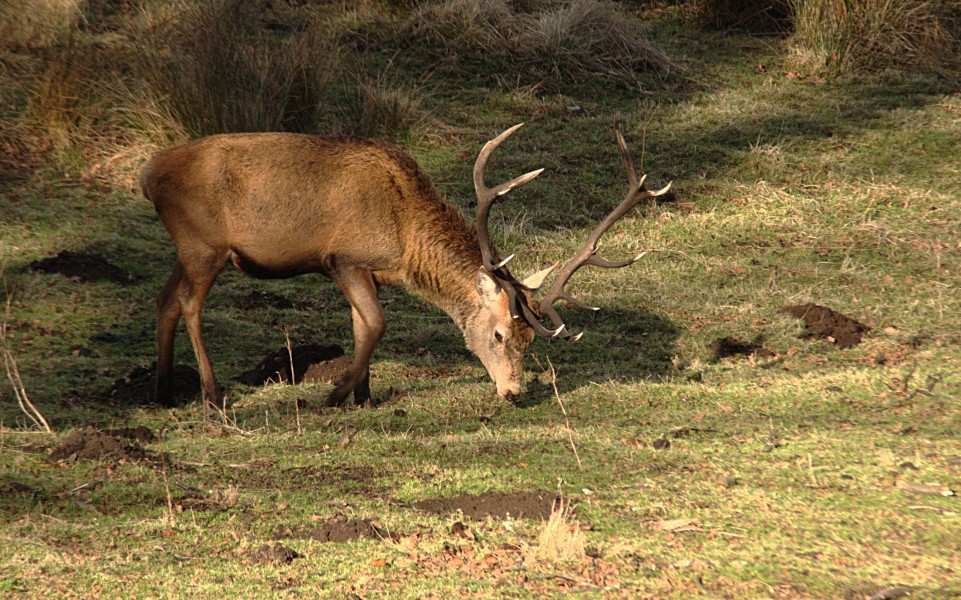 Red stag3
