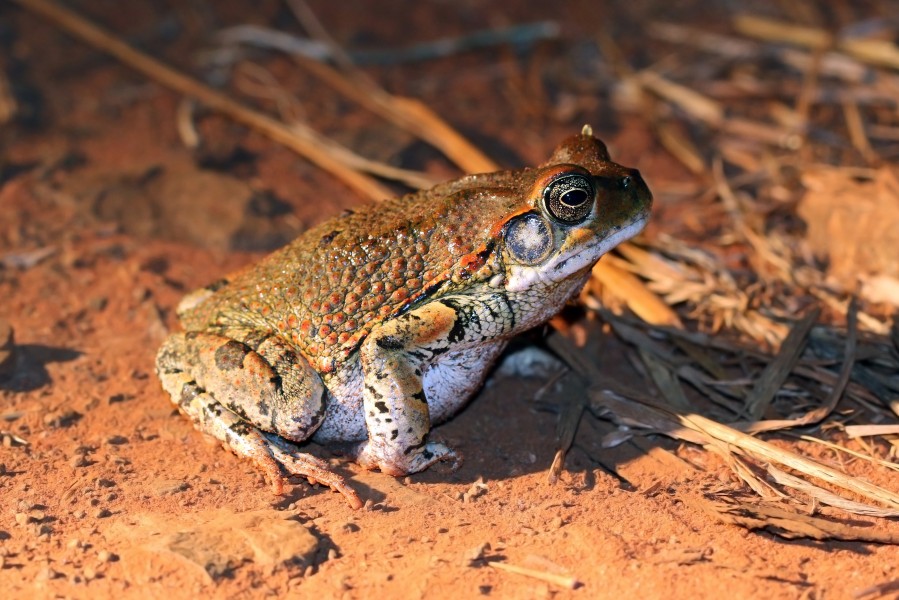 Red toad (Schismaderma carens)