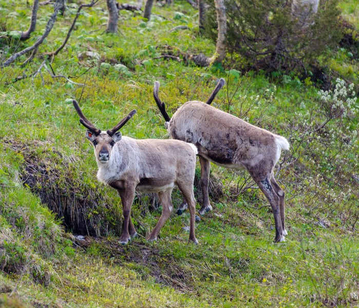 Reindeer in Ljungdalen 2012b