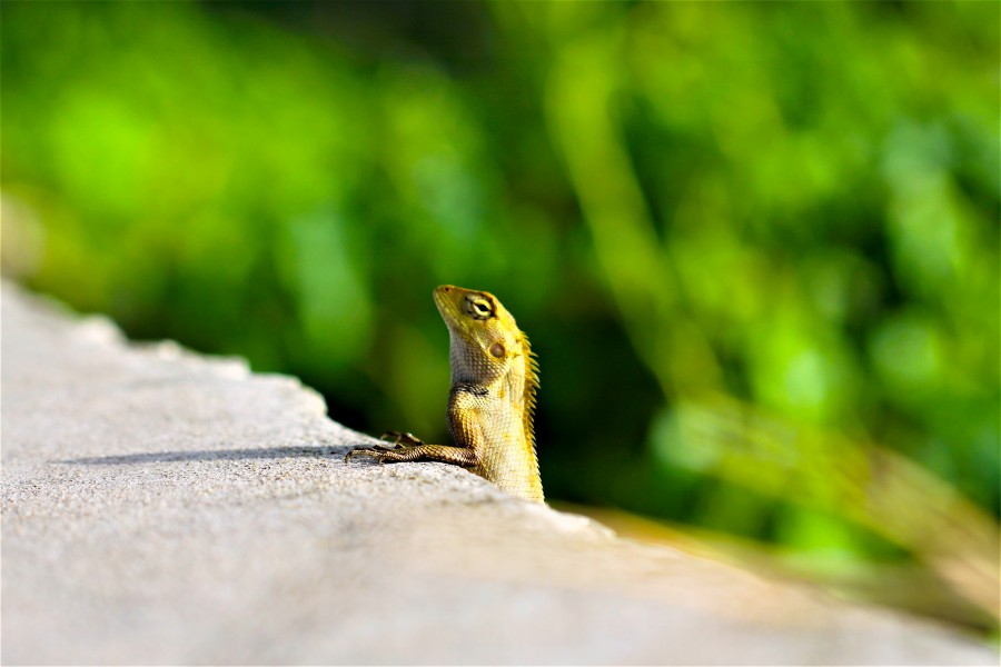 Reptilia in Thailand 42