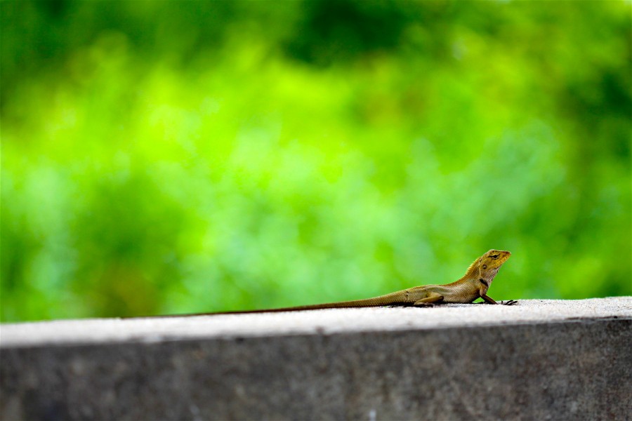 Reptilia of Thailand 39