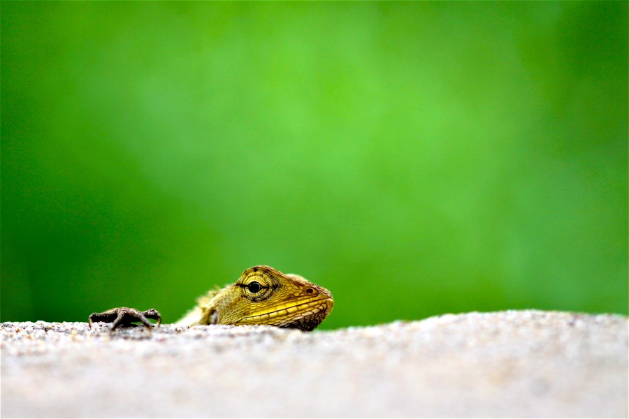 Reptilia of Thailand 41