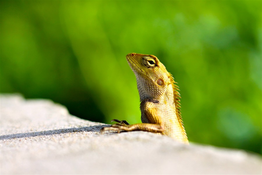 Reptilia of Thailand 43