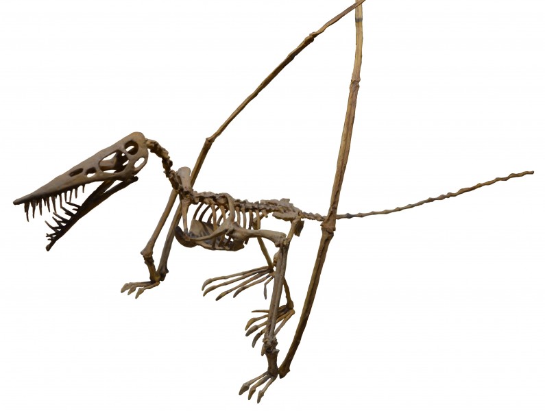 Rhamphorchynchus white background