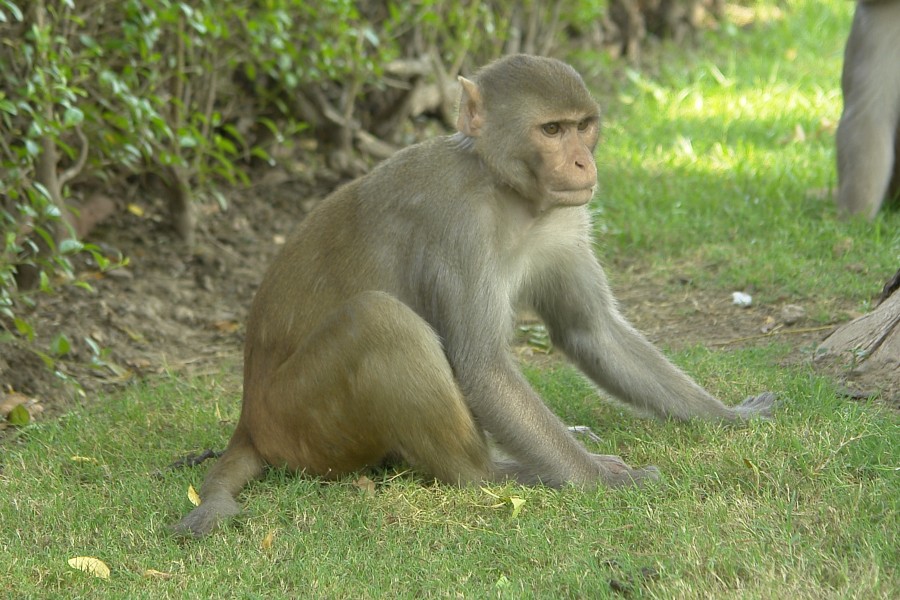 Rhesus Macaque, Agra, India