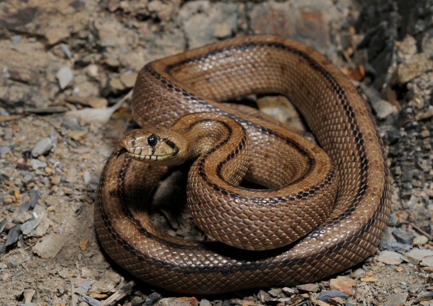 Rhinechis scalaris cropped