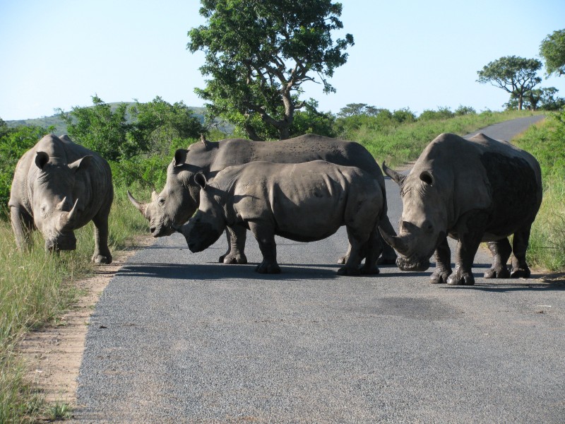 Rhino crossing road