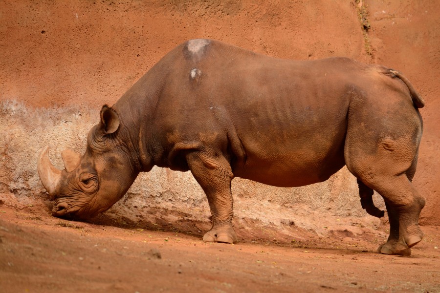 Rhinoceros (9165320766)