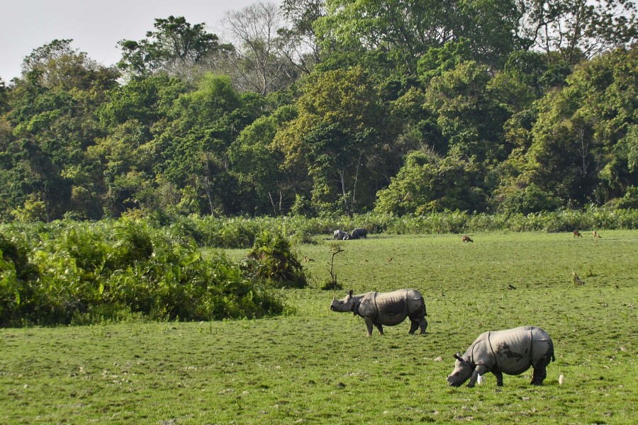 Rhinos at Assam