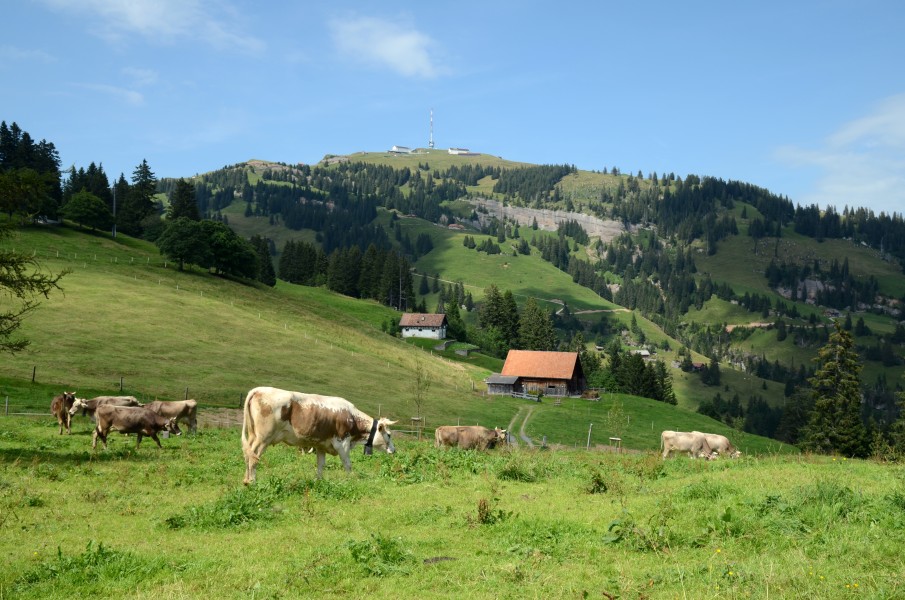 Rigi Kulm cows 2012