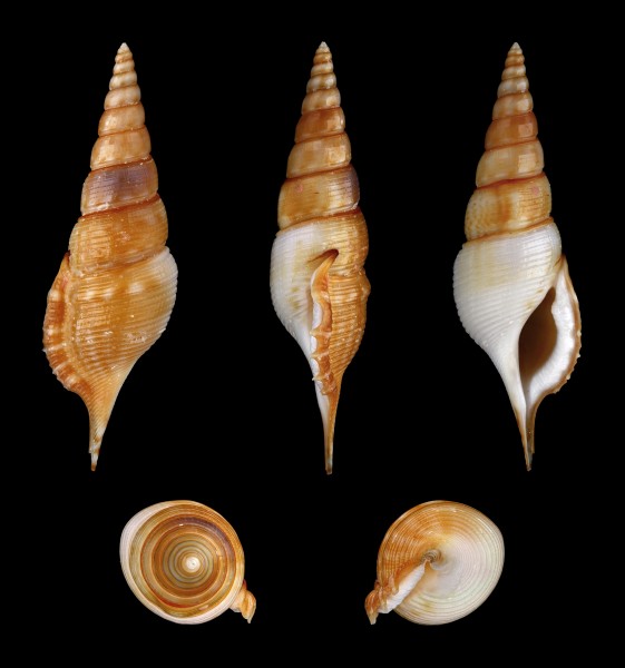 Rimellopsis powisii 01