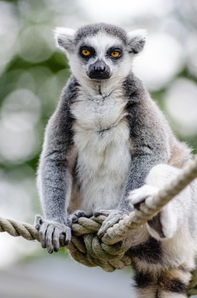 Ring-tailed Lemur (15692267683)
