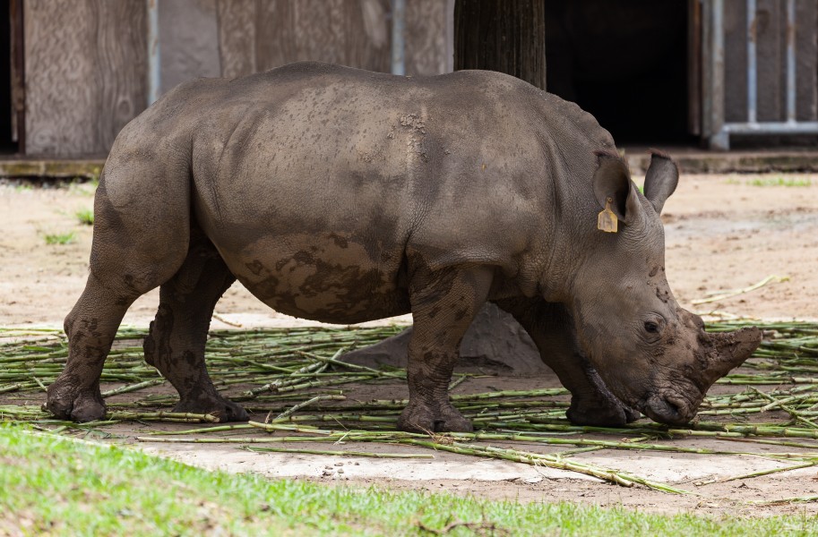 Rinoceronte (Ceratotherium simum), Zoo de Ciudad Ho Chi Minh, Vietnam, 2013-08-14, DD 01