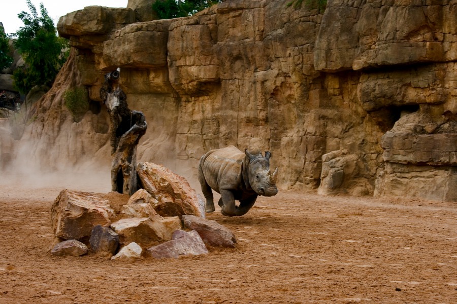 Rinoceronte a la carrera - Bioparc Valencia (2787115415)
