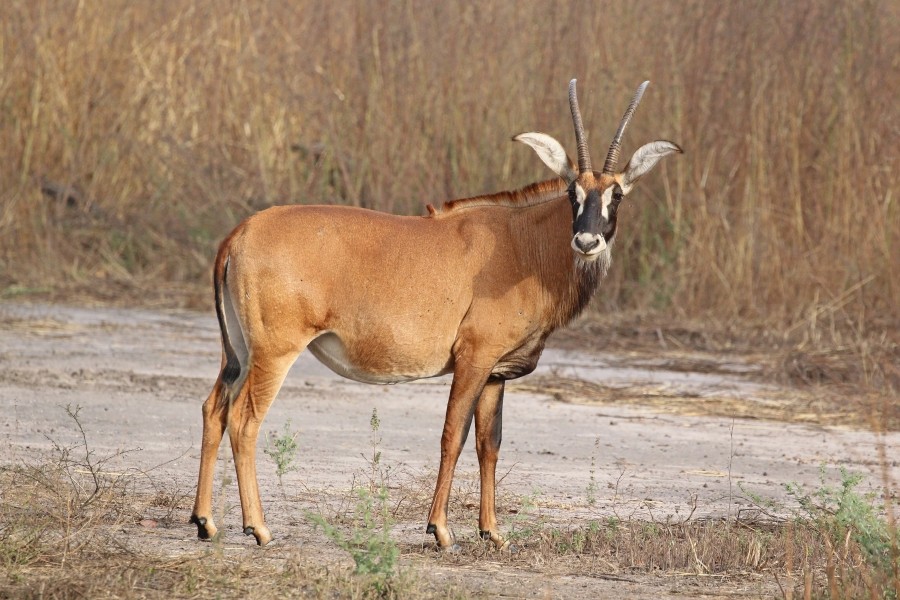 Roan antelope (Hippotragus equinus koba)