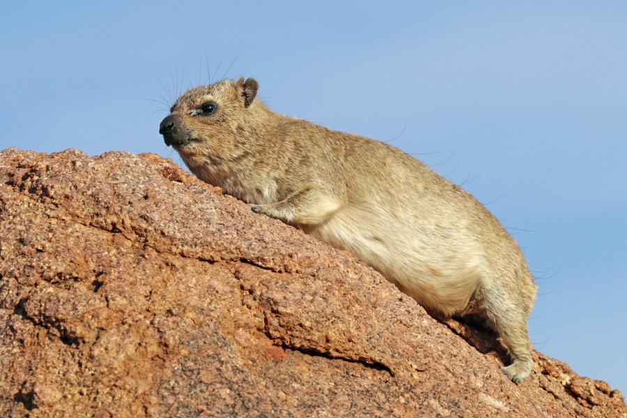 Rock hyrax (Procavia capensis)